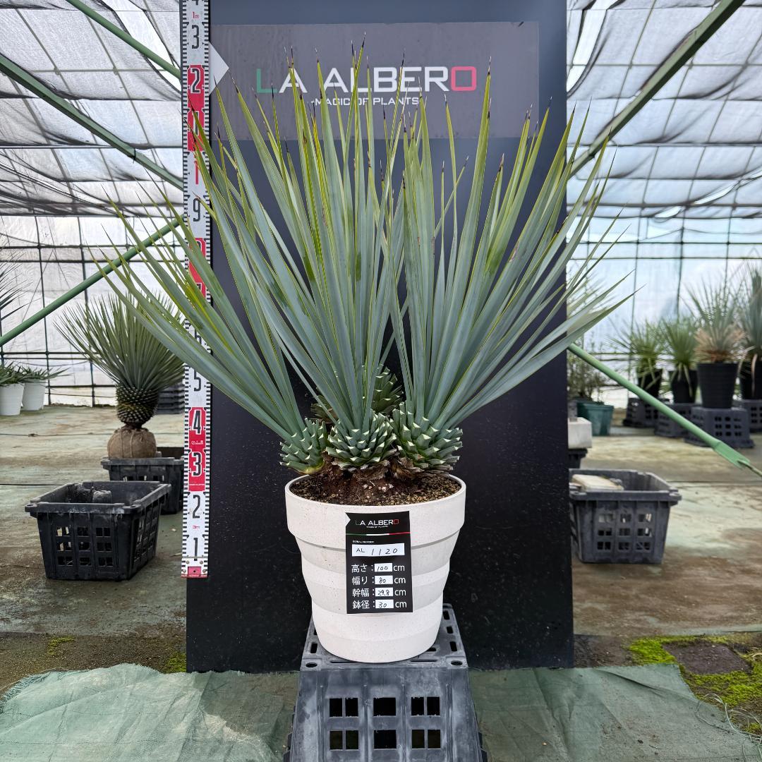 【AL1120】ユッカ　リギダ　超希少４分頭株