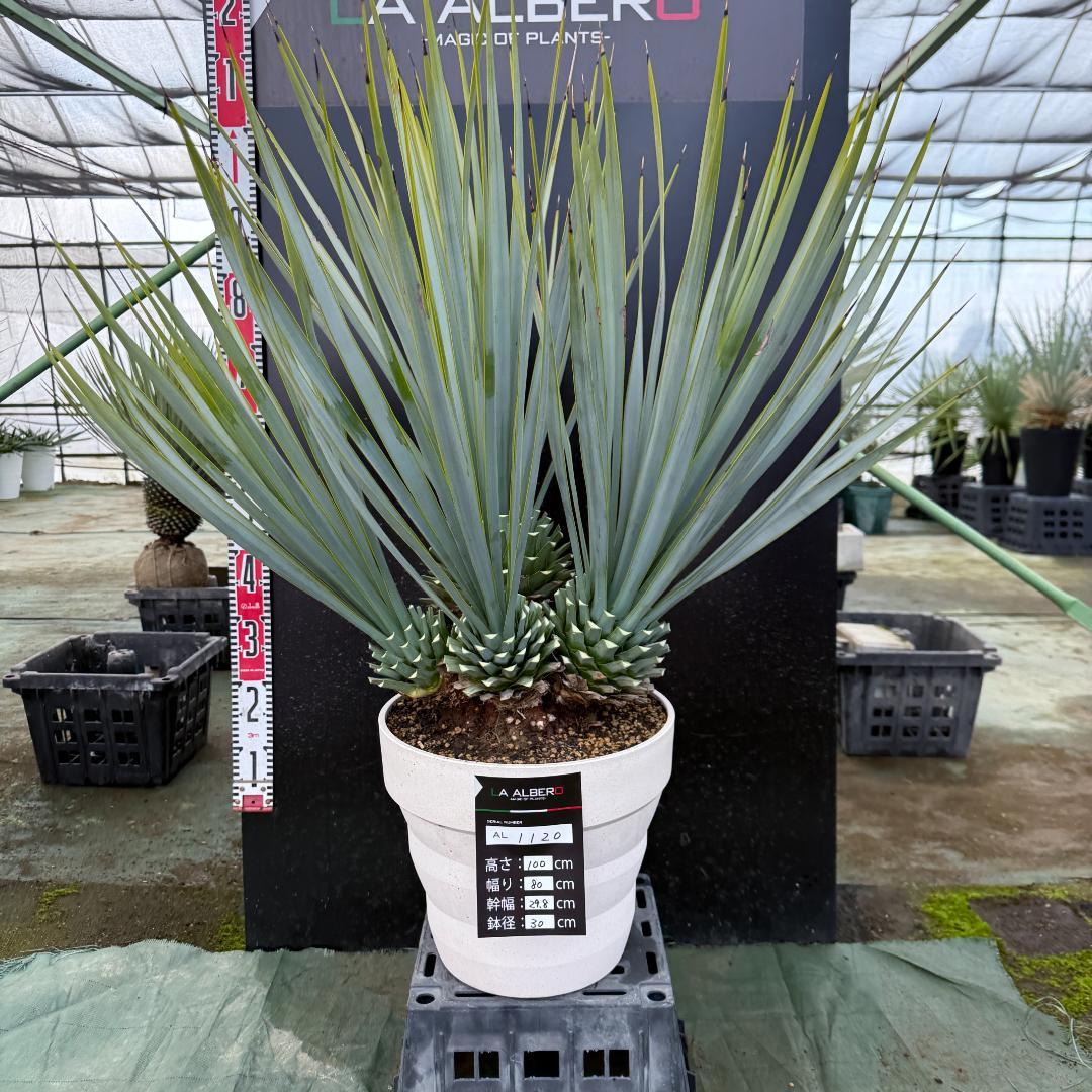 【AL1120】ユッカ　リギダ　超希少４分頭株