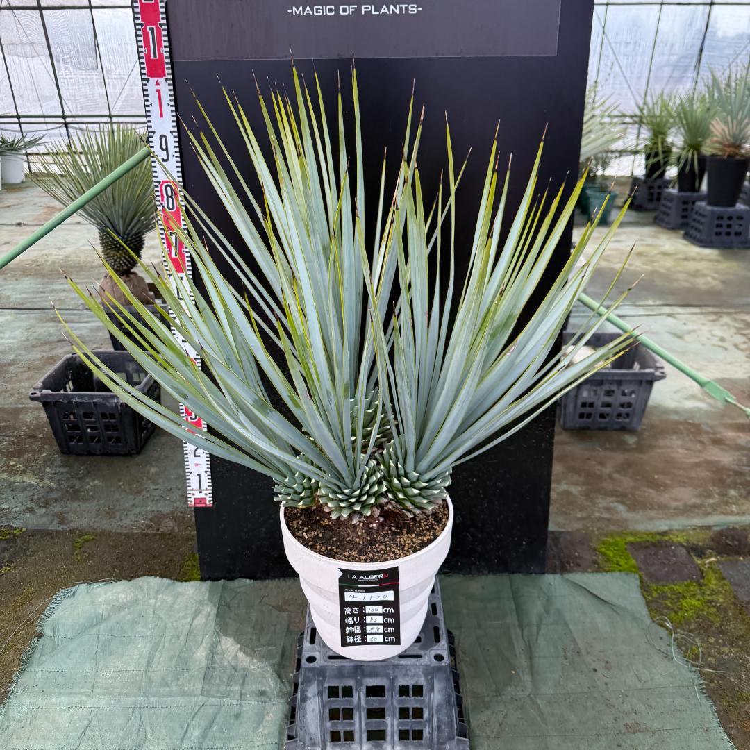 【AL1120】ユッカ　リギダ　超希少４分頭株