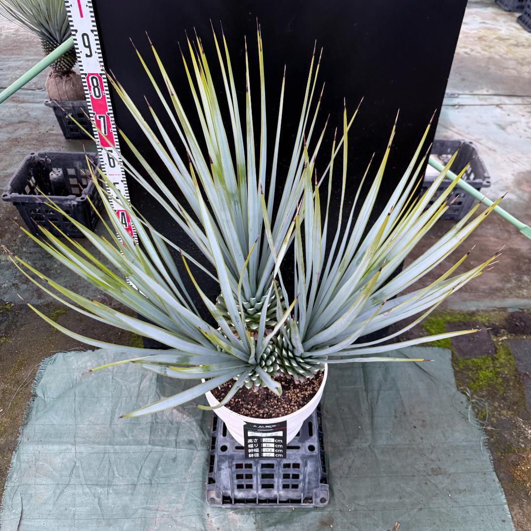 【AL1120】ユッカ　リギダ　超希少４分頭株