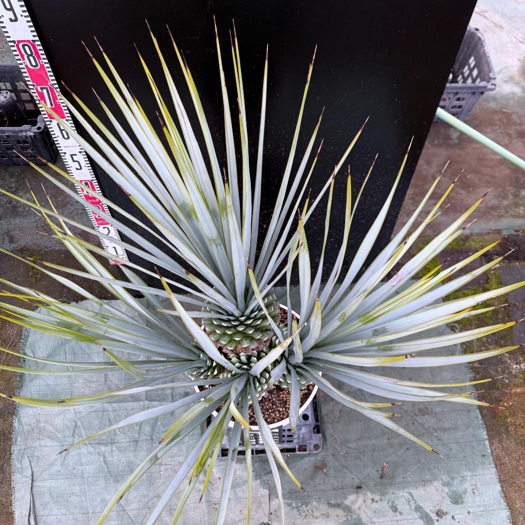 【AL1120】ユッカ　リギダ　超希少４分頭株