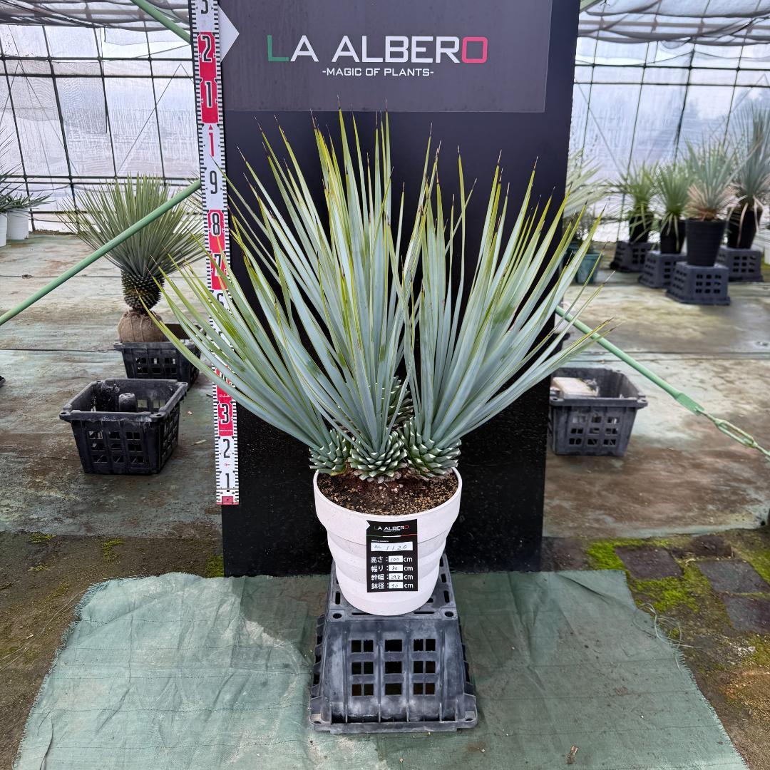 【AL1120】ユッカ　リギダ　超希少４分頭株