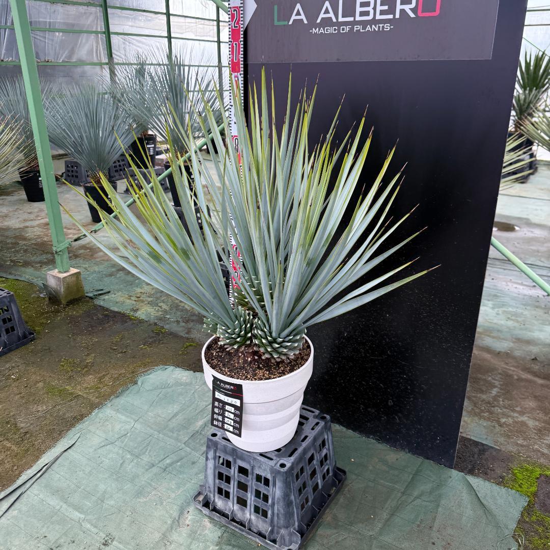 【AL1120】ユッカ　リギダ　超希少４分頭株