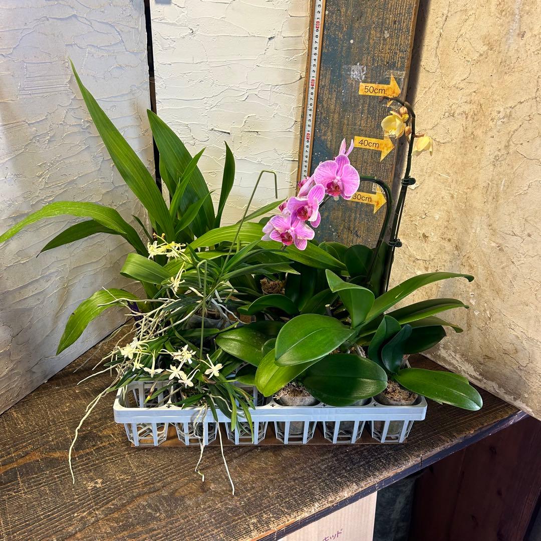 B*e様 【訳あり】　洋蘭　胡蝶蘭　育成用株　15株　ファレノプシス