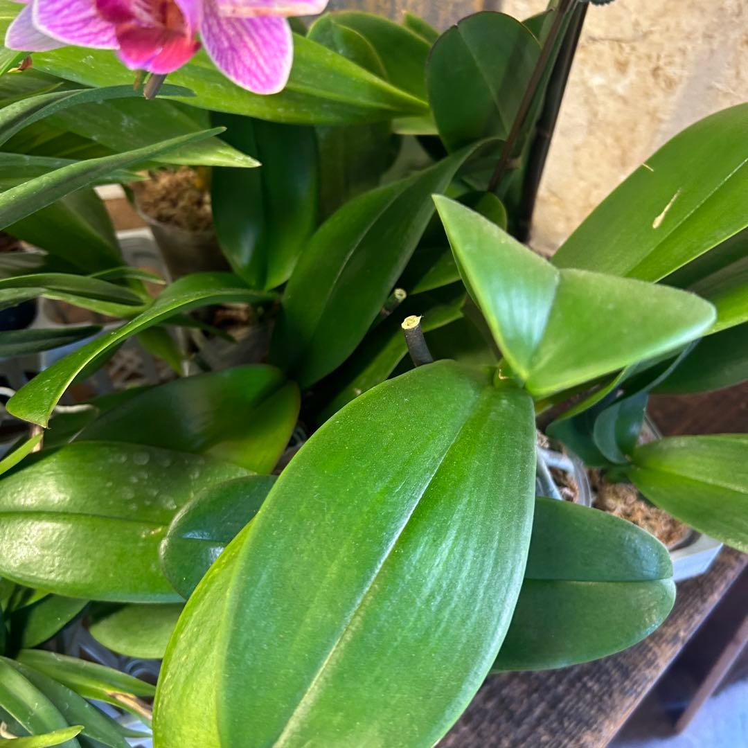 B*e様 【訳あり】　洋蘭　胡蝶蘭　育成用株　15株　ファレノプシス