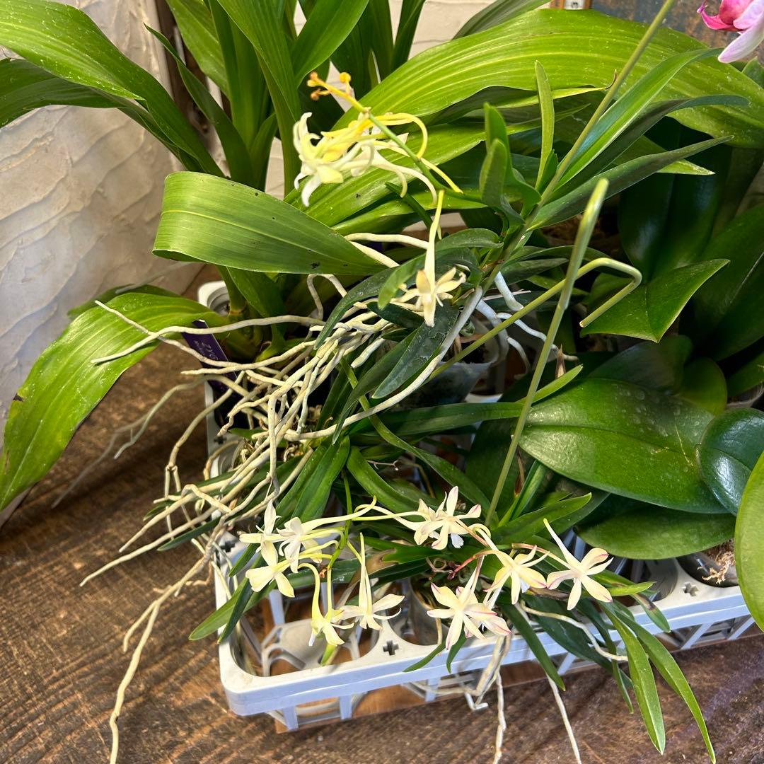 B*e様 【訳あり】　洋蘭　胡蝶蘭　育成用株　15株　ファレノプシス