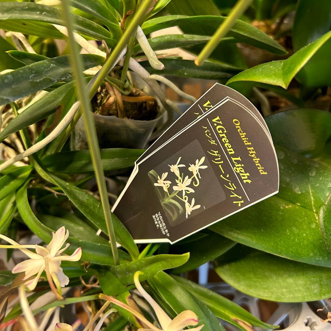 B*e様 【訳あり】　洋蘭　胡蝶蘭　育成用株　15株　ファレノプシス