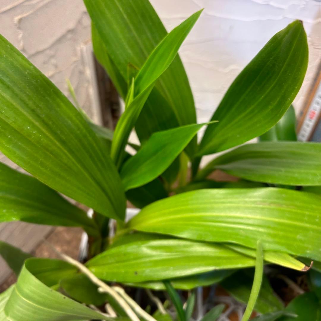 B*e様 【訳あり】　洋蘭　胡蝶蘭　育成用株　15株　ファレノプシス