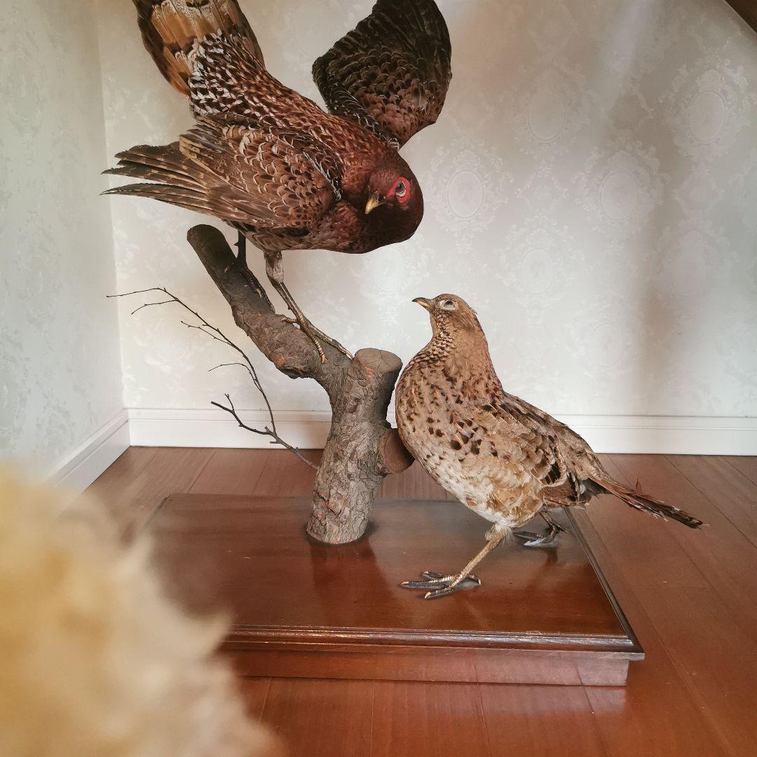 置物　剥製　鳥　オブジェ　インテリア　和風　和室　家具　雑貨