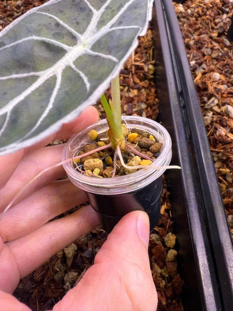 ハ*ん様 アロカシア　ワトソニアナライトニング