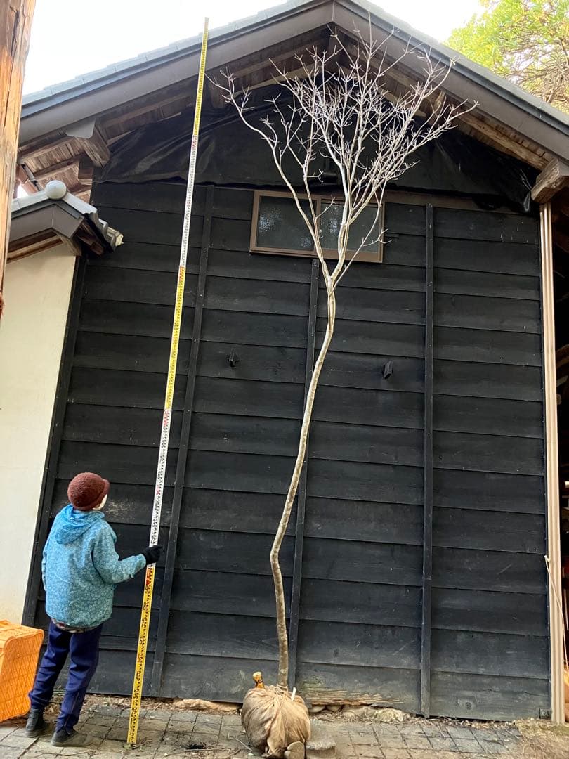 12 山採り　ヤマボウシ