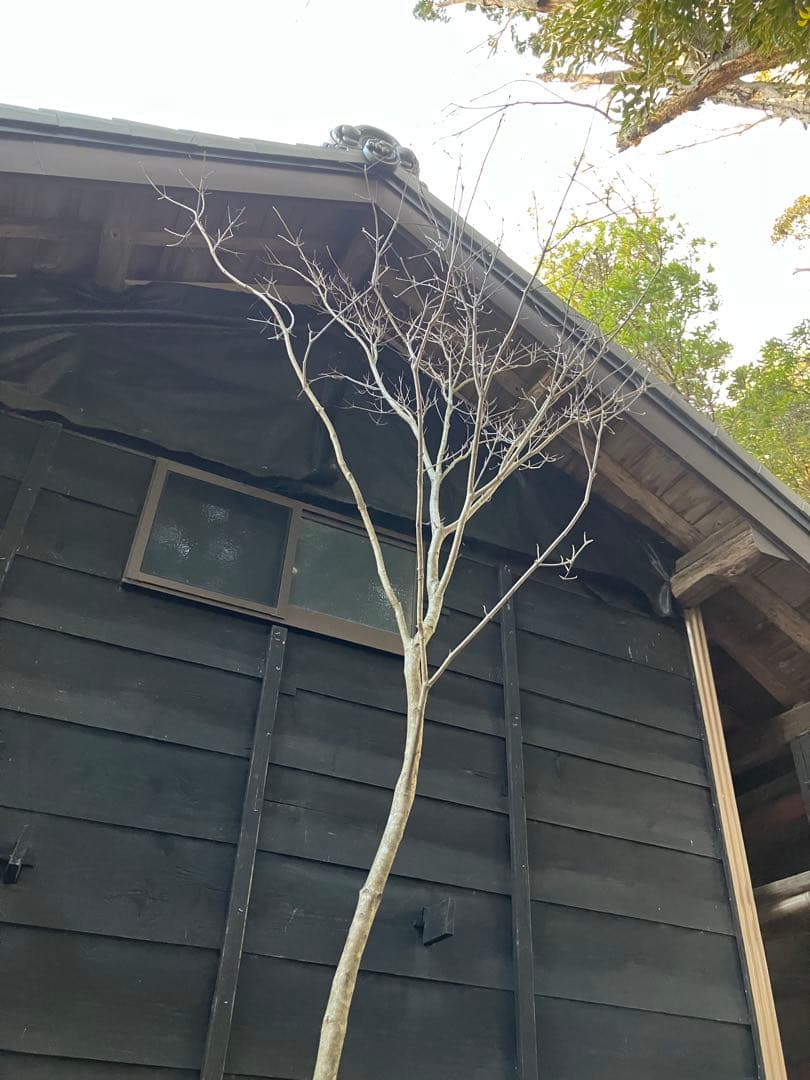 12 山採り　ヤマボウシ