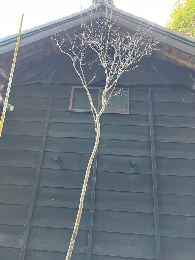 12 山採り　ヤマボウシ