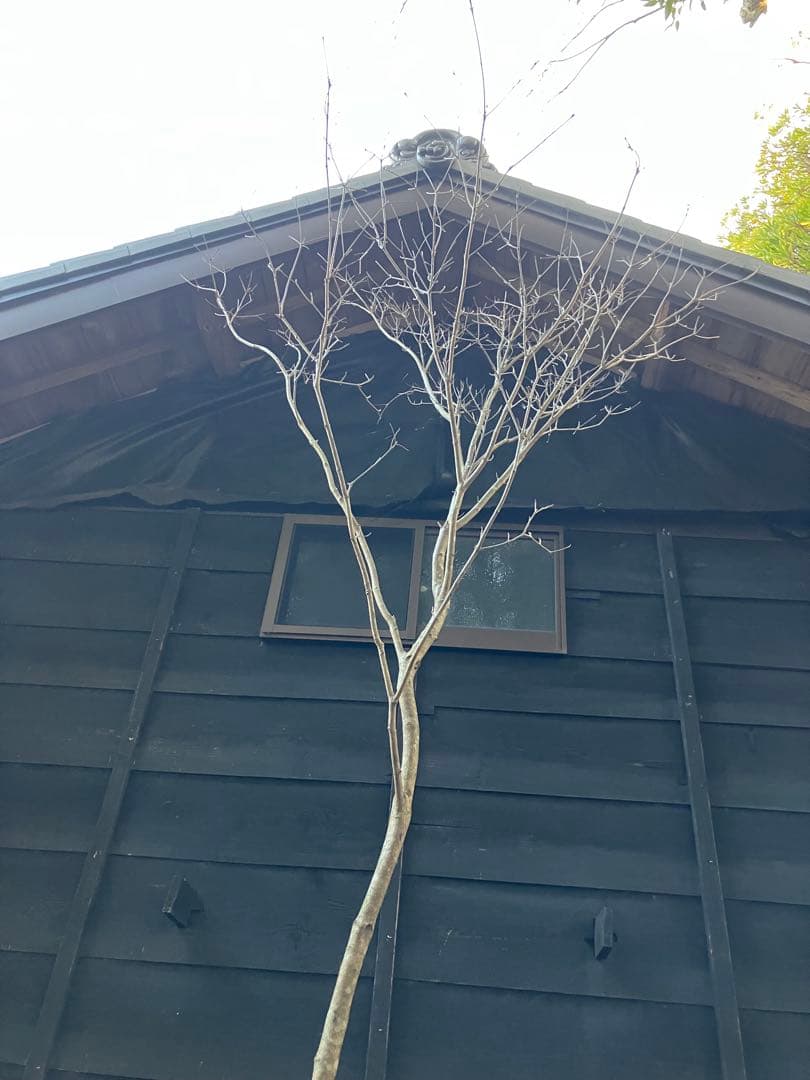 12 山採り　ヤマボウシ