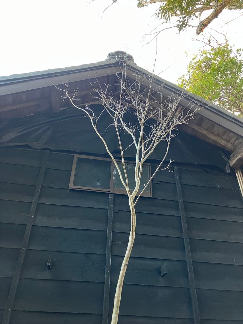 12 山採り　ヤマボウシ