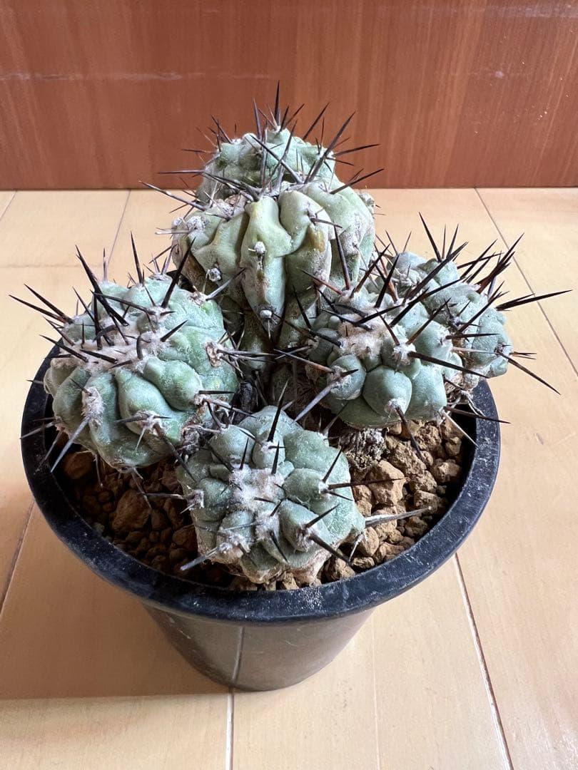 黒王丸 実生 群生 コピアポア