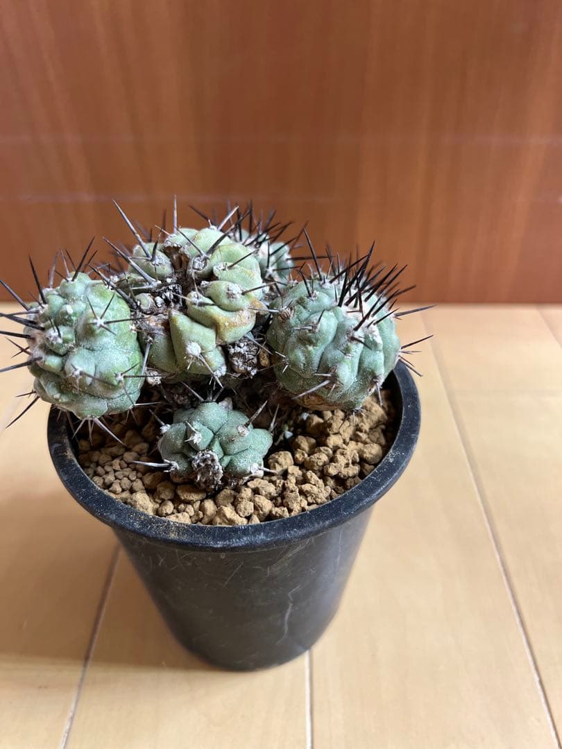 黒王丸 実生 群生 コピアポア