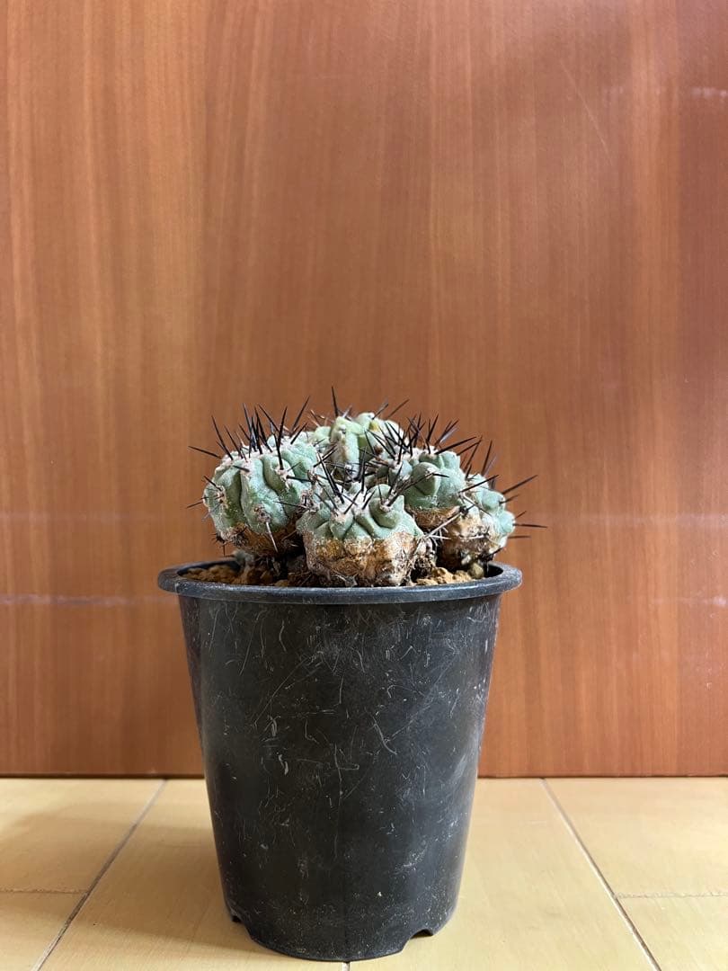 黒王丸 実生 群生 コピアポア