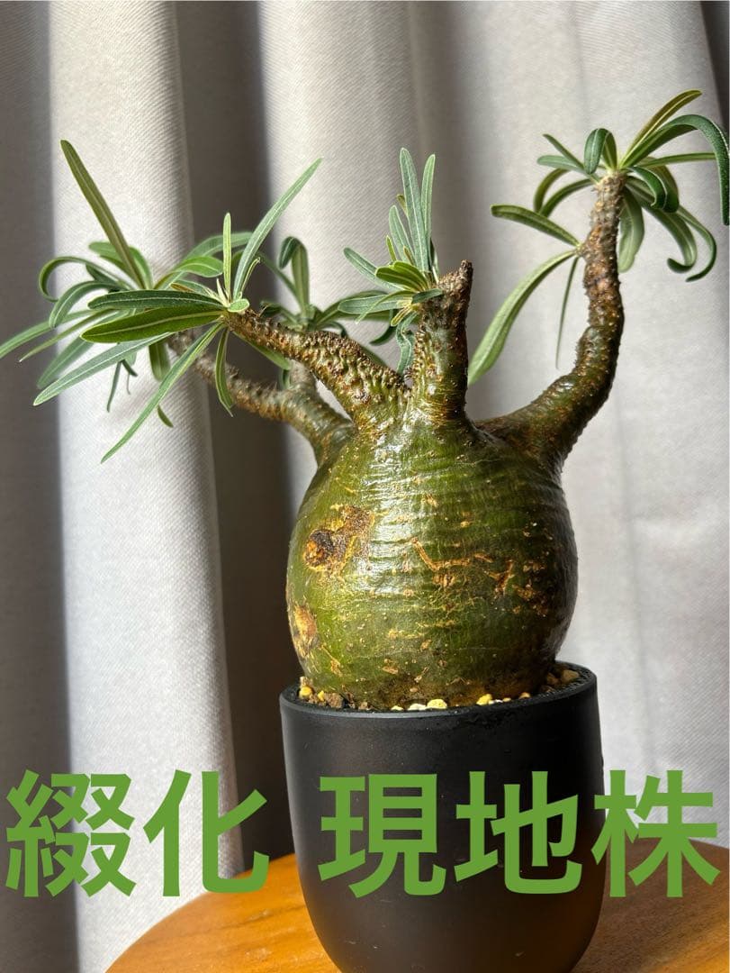 綴化グラキリス超良型 発根済 パキポディウム 現地球ウィンゾリー パキプス