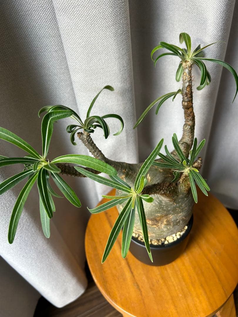 綴化グラキリス超良型 発根済 パキポディウム 現地球ウィンゾリー パキプス