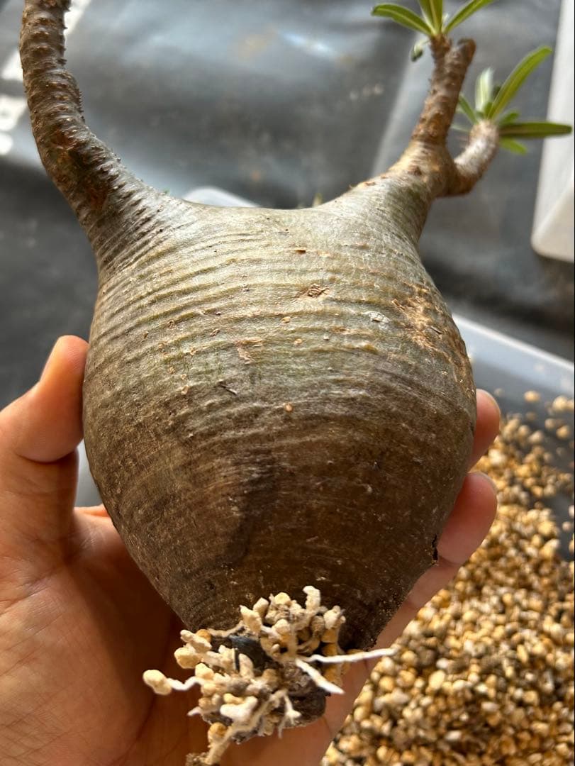 綴化グラキリス超良型 発根済 パキポディウム 現地球ウィンゾリー パキプス