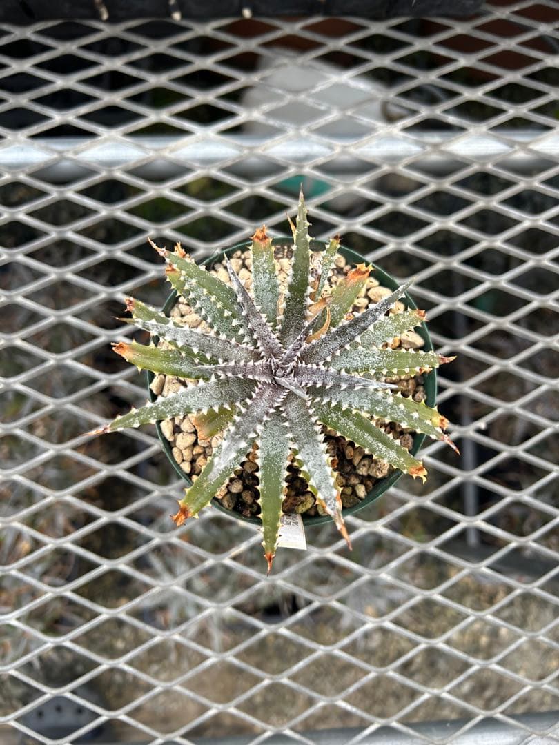 DBディッキア Dyckia BS x Arizona small #119