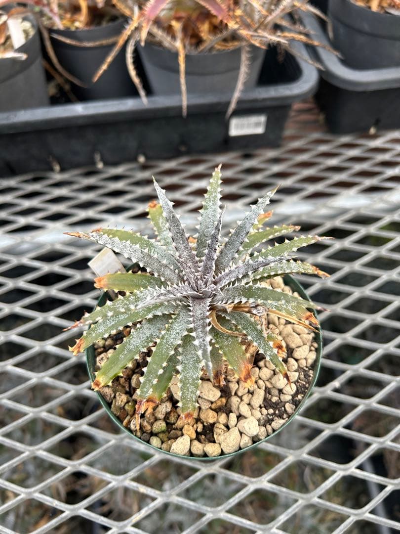 DBディッキア Dyckia BS x Arizona small #119