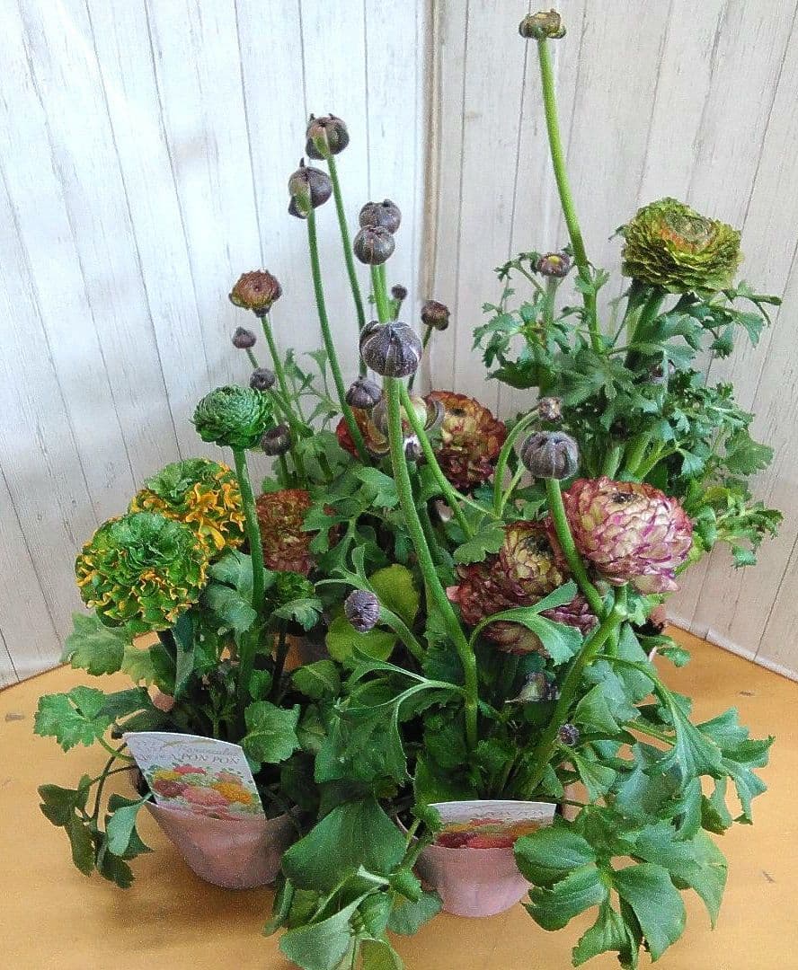 お買い得！　現品　ラナンキュラス　ポンポン　4号ポット　4個セット