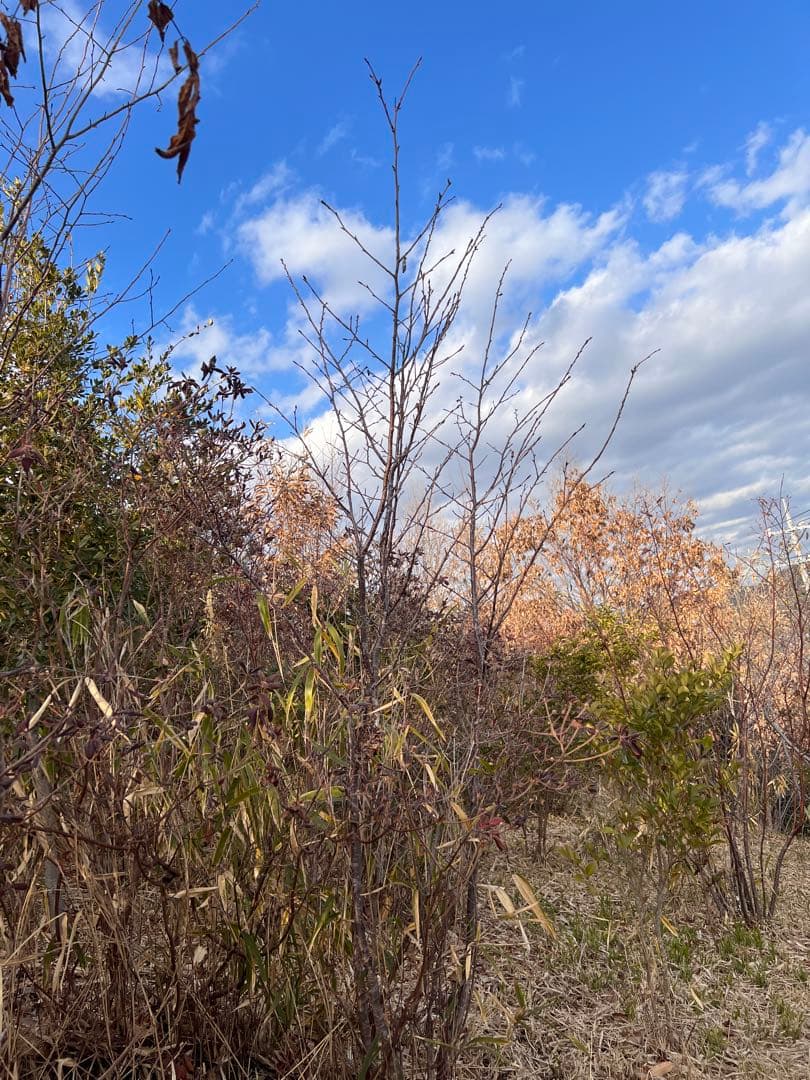 現品　ヤマザクラ　自然樹形　大株立　2.5mほど　山採り　超特大