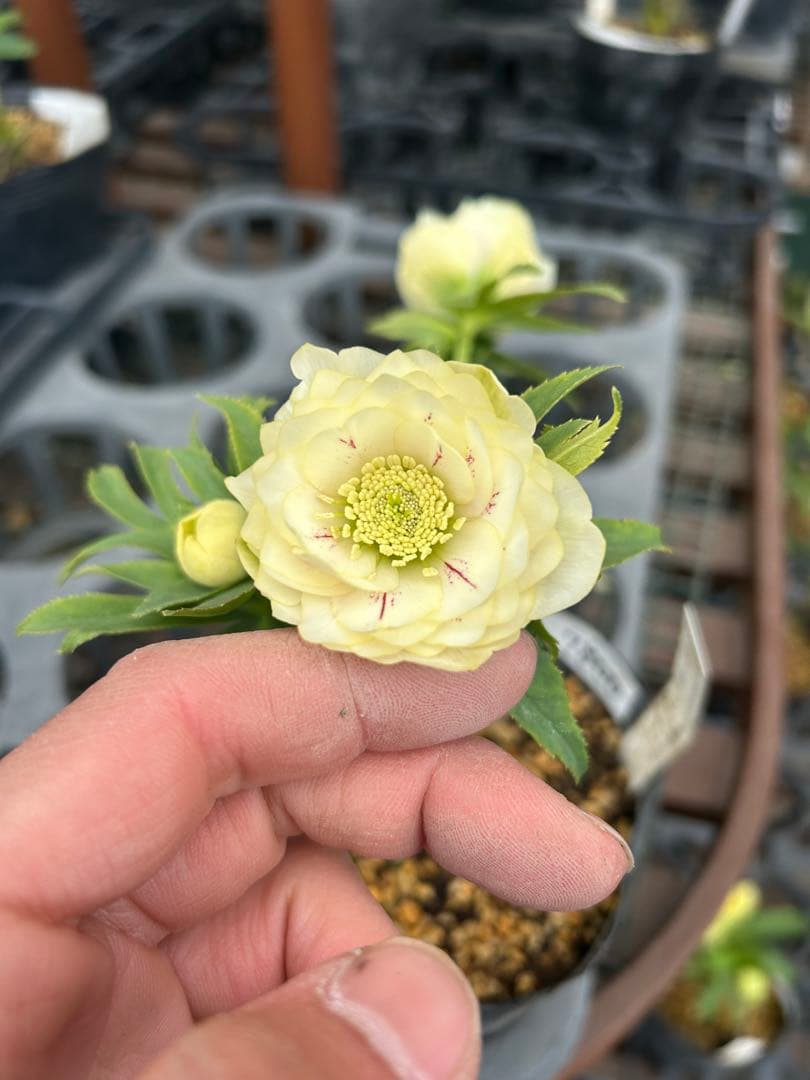 加藤農園 プリマヴェーラホワイトミスト交配 クリスマスローズ 同梱可能