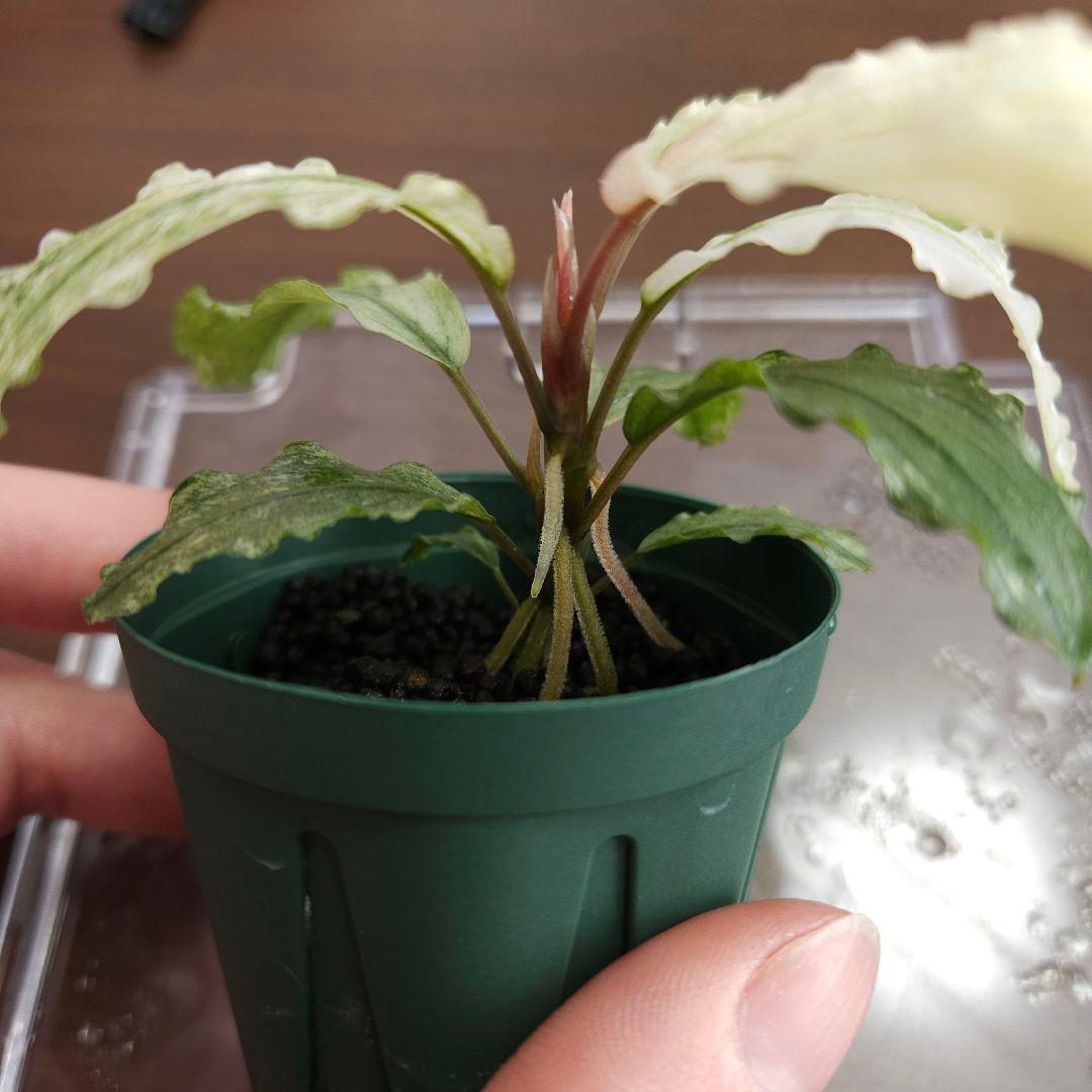 水草 Bucephalandra sp. White Marble Big leaf