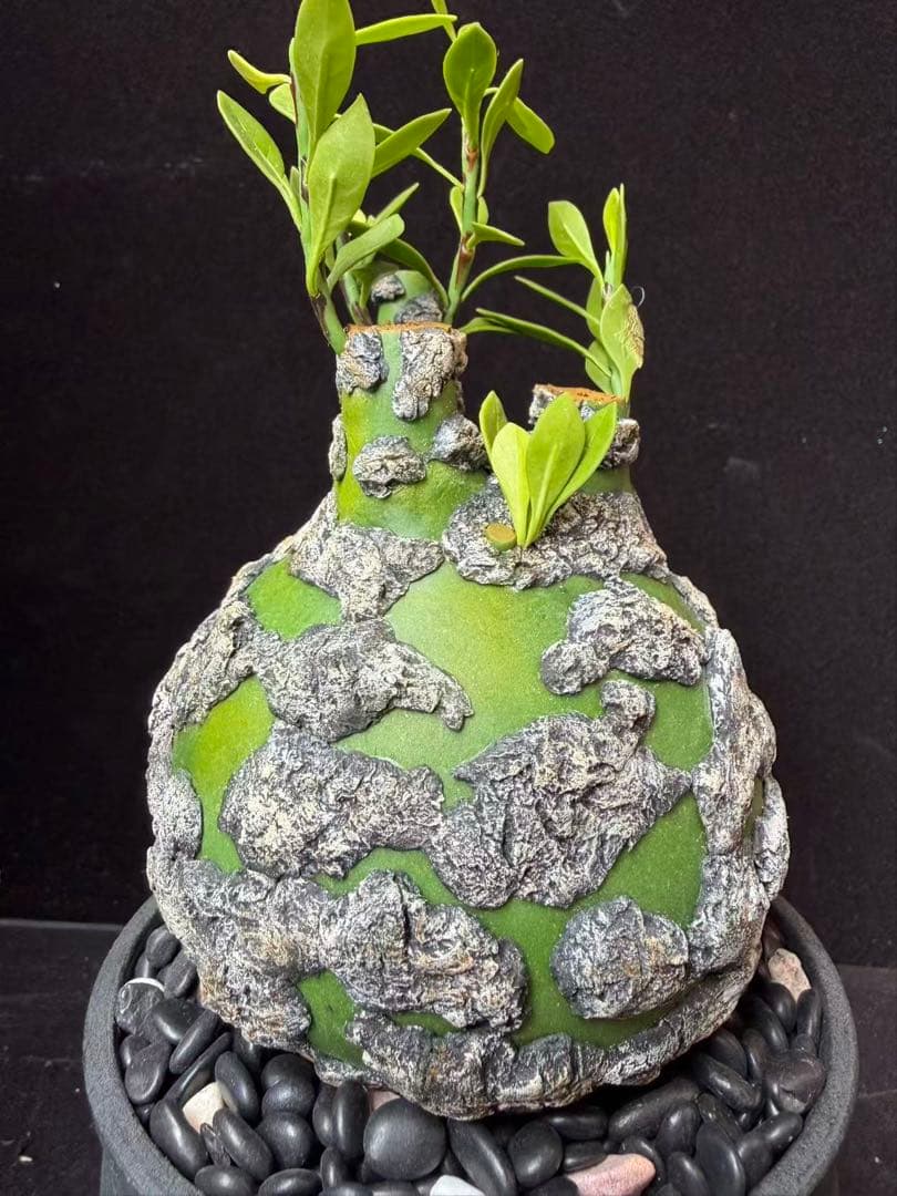 限定発売 フォークイエリア プルプシー　Fouquieria purpusii