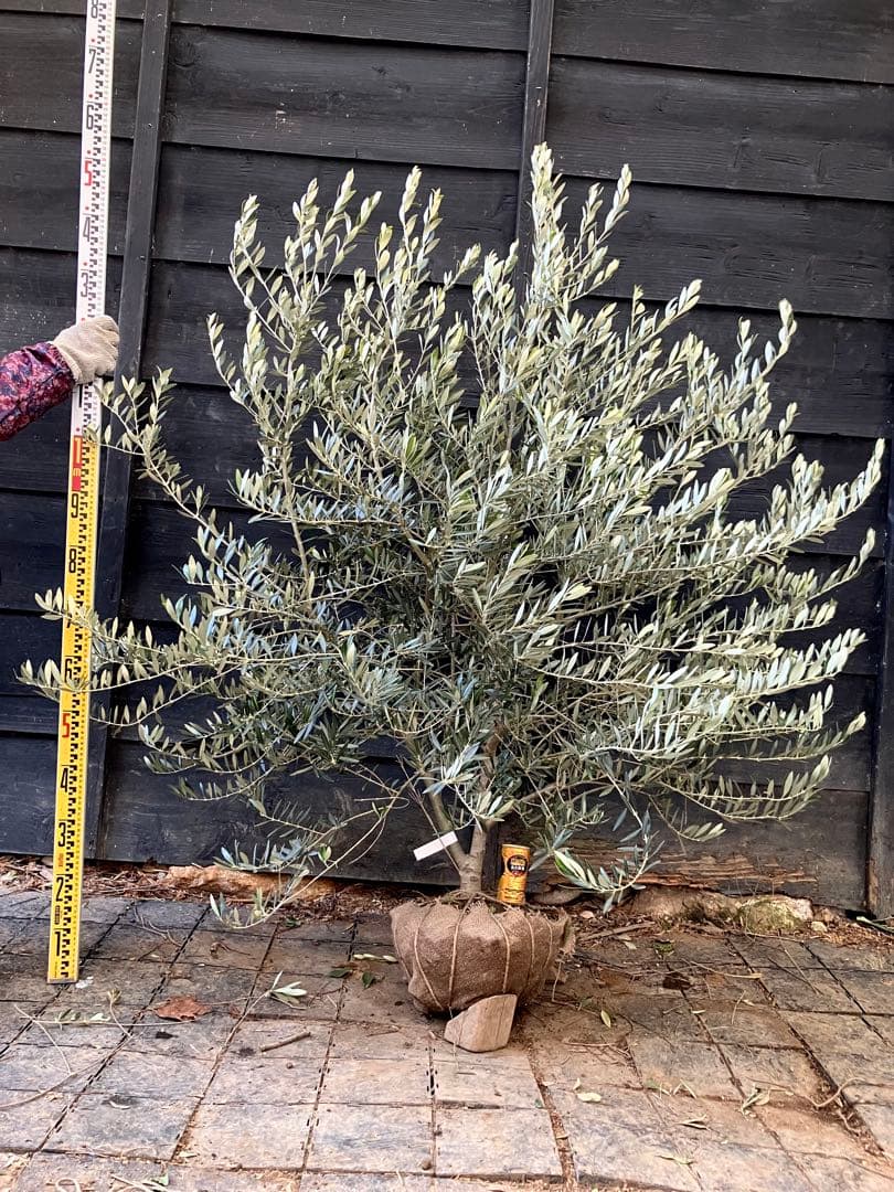 2 希少　オリーブの木　カヨンヌ