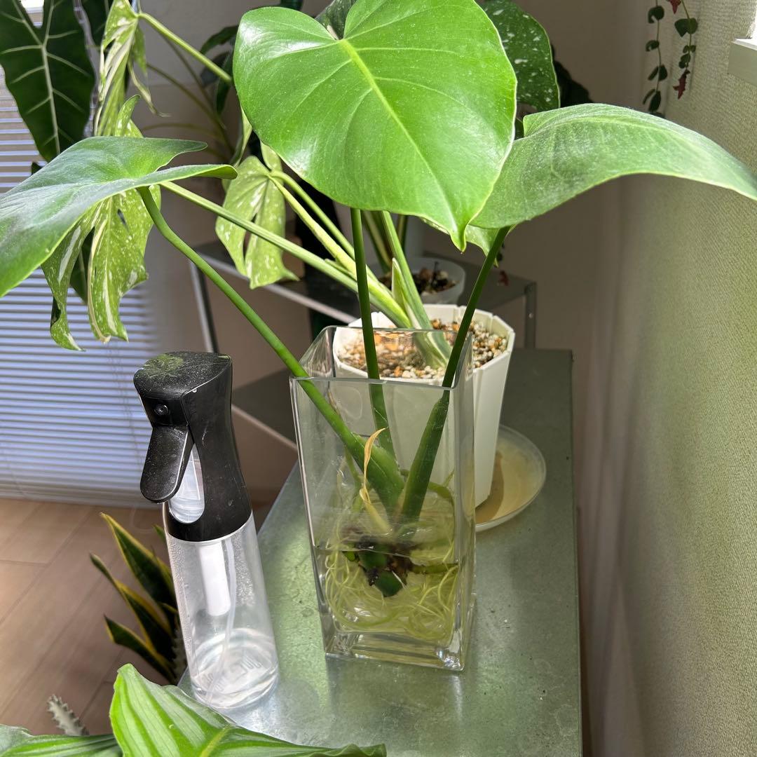 【引取限定】観葉植物　超豪華セット まとめ売り 鉢つき