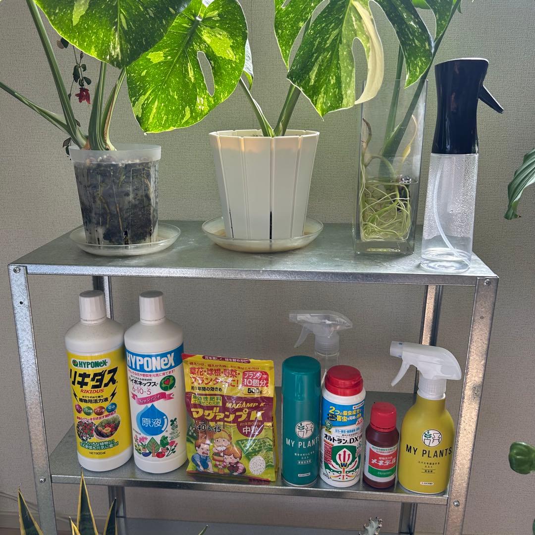 【引取限定】観葉植物　超豪華セット まとめ売り 鉢つき