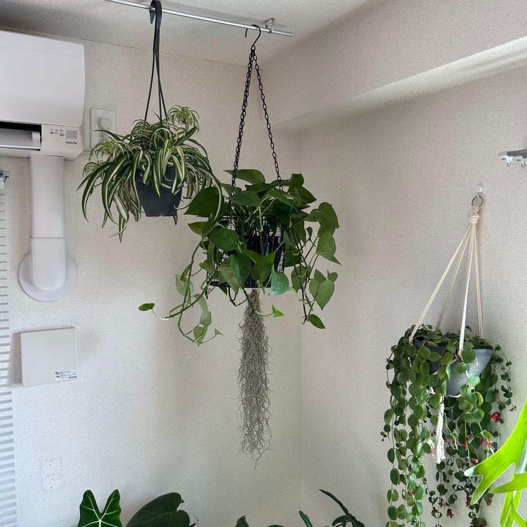 【引取限定】観葉植物　超豪華セット まとめ売り 鉢つき