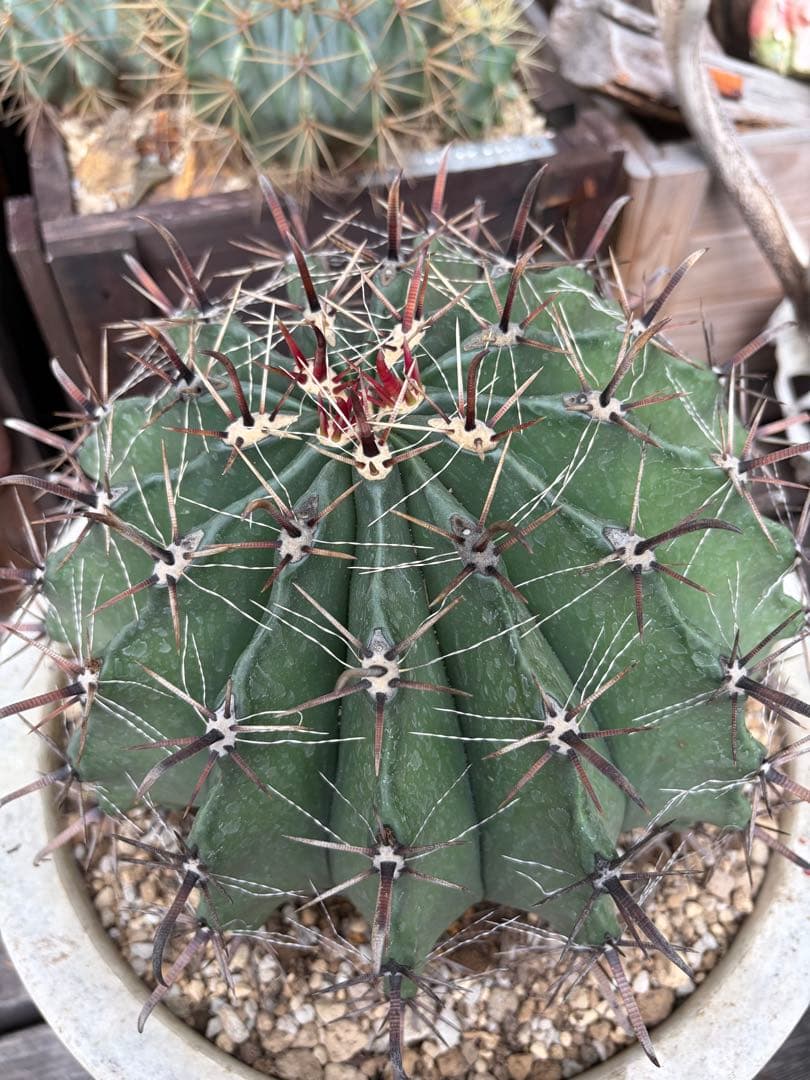 フェロカクタス半島玉　大株◇ドライガーデン多肉サボテン　アガベ ロストラータ南国