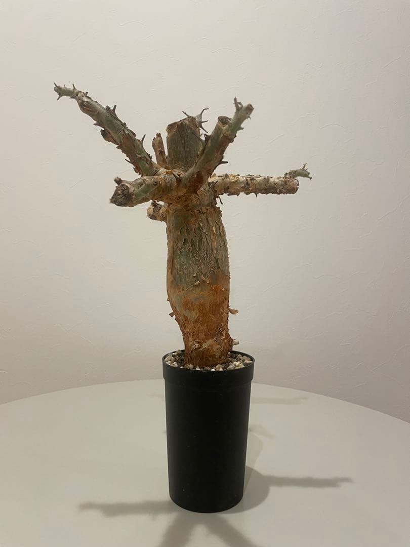 セサモタムナス ブッセアヌス（特大）