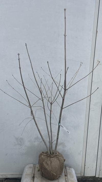 《現品》アオダモ　株立ち　樹高1.1ｍ（根鉢含まず）64【庭木/苗木/バット】