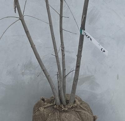 《現品》アオダモ　株立ち　樹高1.1ｍ（根鉢含まず）64【庭木/苗木/バット】