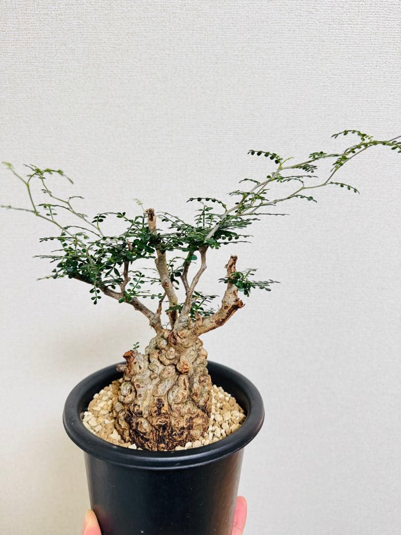 w*e様 オペルクリカリア パキプス 【collection】