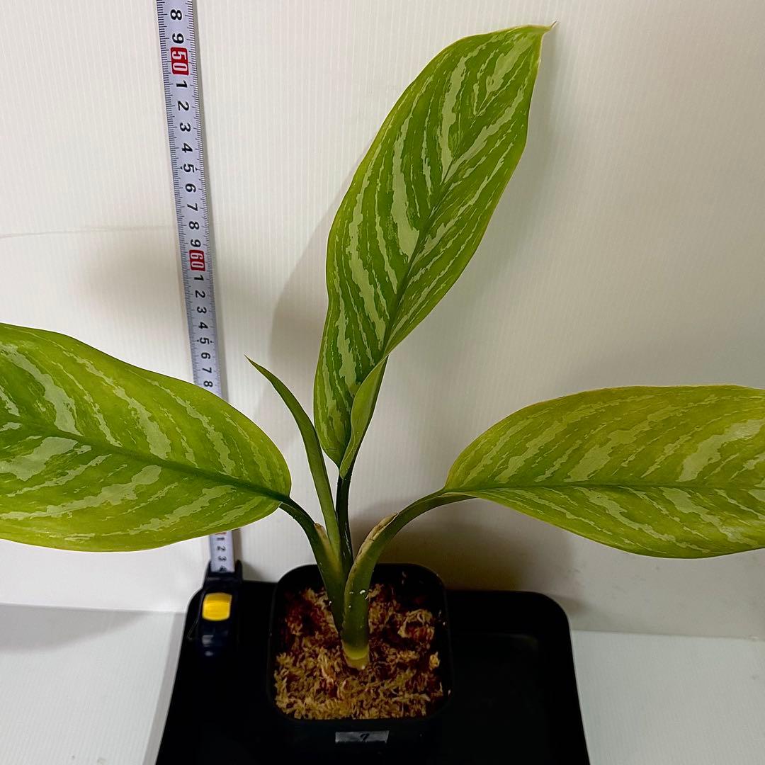 アグラオネマ ニティドゥム カーティシー 観葉植物 LEON レオン 7