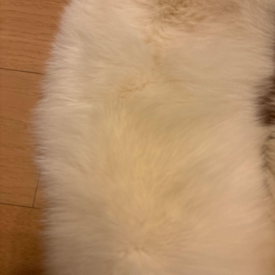 サガフォックス　成人式ショール　SAGAFOX