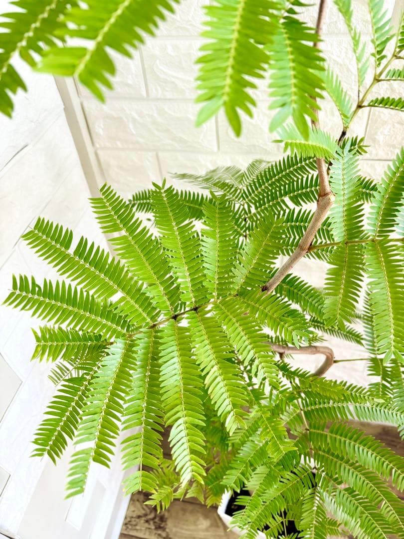 エバーフレッシュ⭐️曲がり　観葉植物