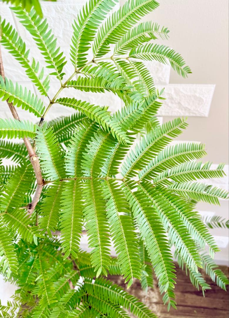 エバーフレッシュ⭐️曲がり　観葉植物