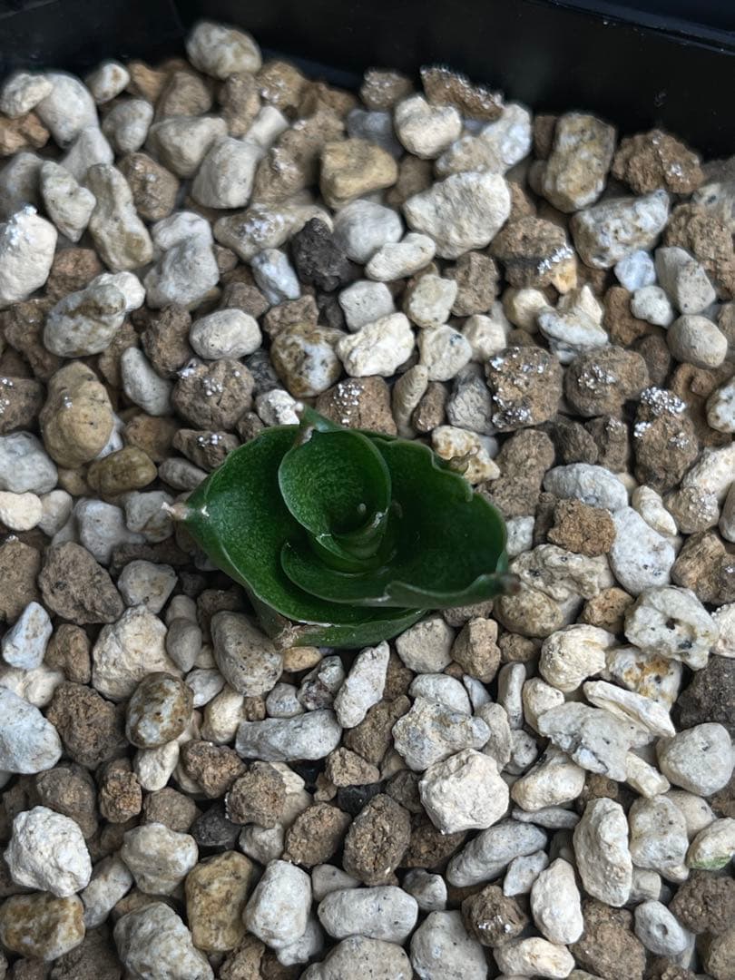 EMP サンセベリア アンヤマニーハイブリッド ドワーフE1 / SA264