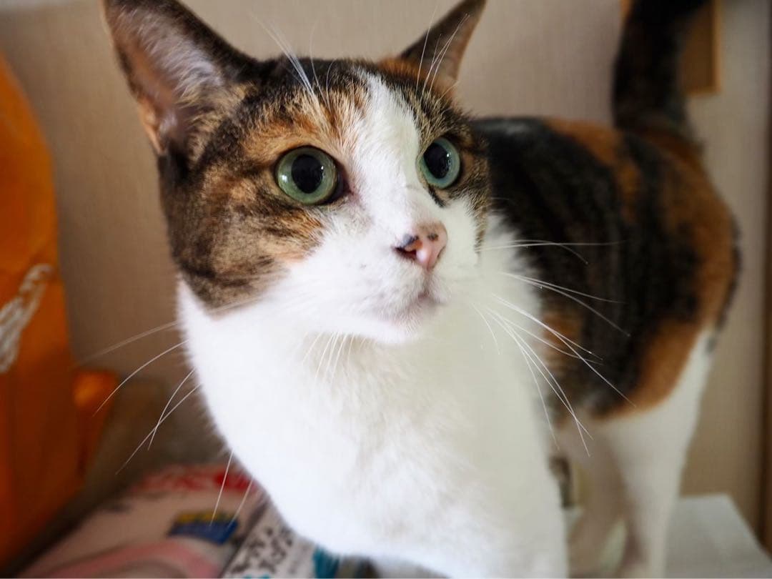 羊毛フェルト ☆。.:＊・にゃんにゃん☆。.:＊・°