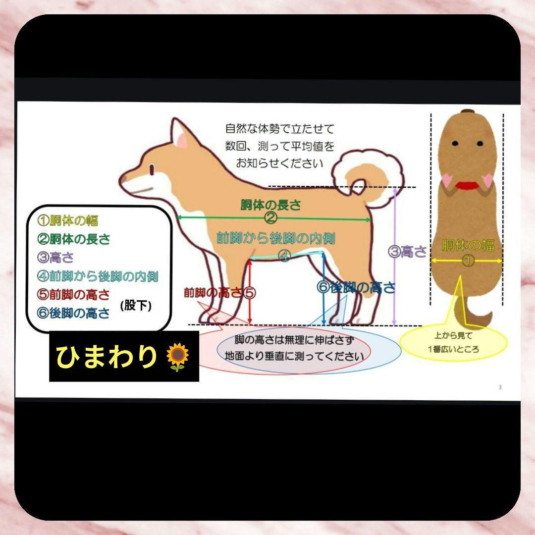 ワンちゃん4輪　リハビリ　食事補助　犬用車椅子　体制維持　犬の歩行器
