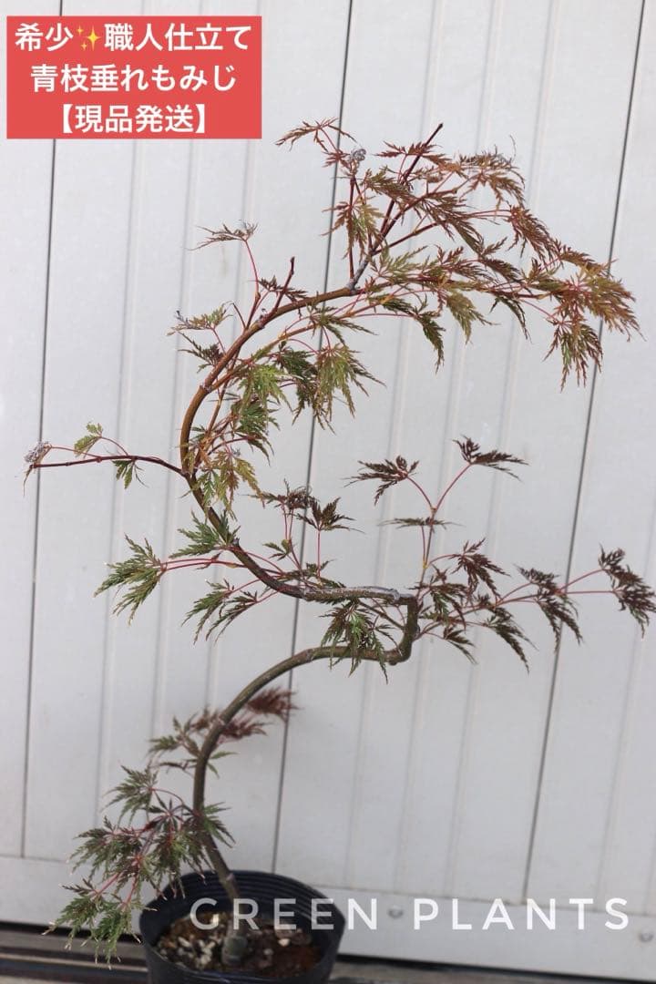 【希少・現品発送】青枝垂れもみじ 職人仕立て大苗 約95cm 庭木 植木 鉢植え