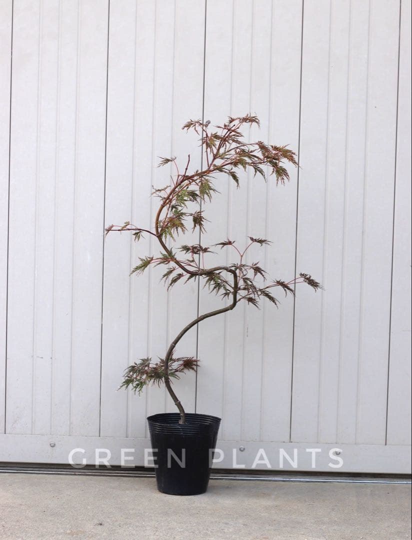 【希少・現品発送】青枝垂れもみじ 職人仕立て大苗 約95cm 庭木 植木 鉢植え